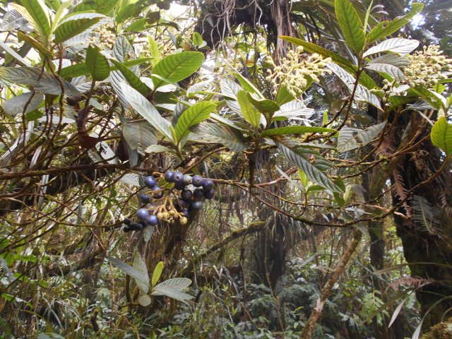 Beaucoup de bois de raisin au croisement du sentier du milieu