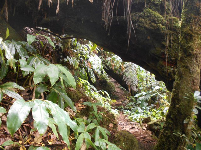 Le sentier débute par deux arches parallèles