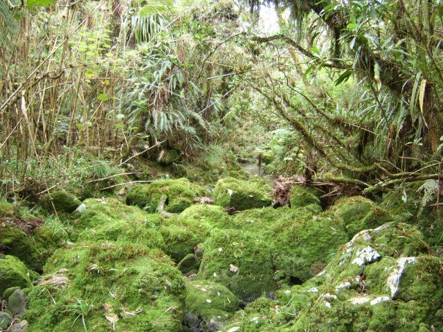 On rencontre des ravines moussues durant la traversée
