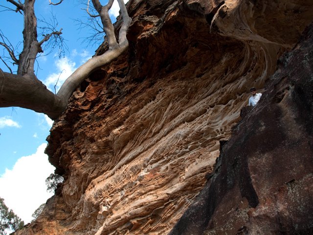 Et des eucalyptus qui survivent dans ce désert minéral