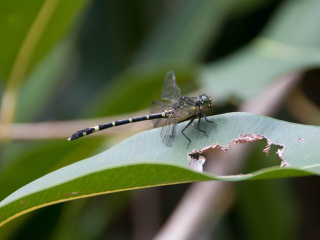Un autre habitant des lieux