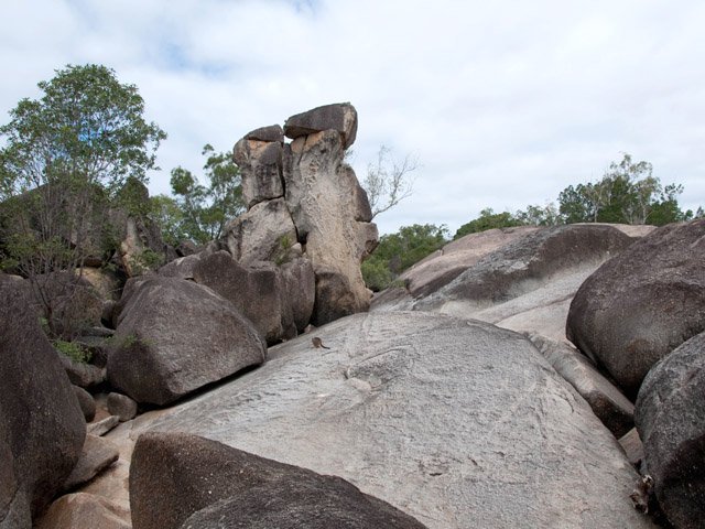 Le premier wallabi sur une grande plaque de granite