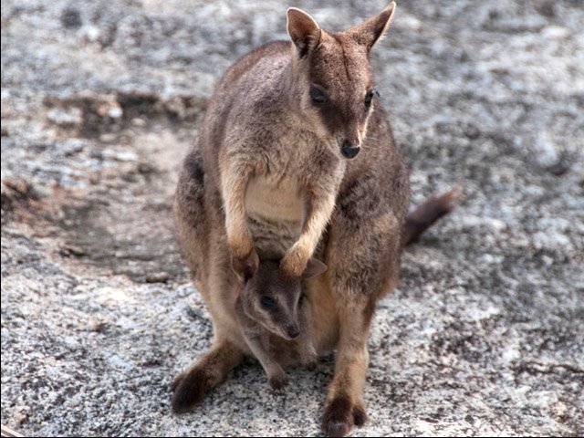 Une maman Wallabi de Mareeba et son petit