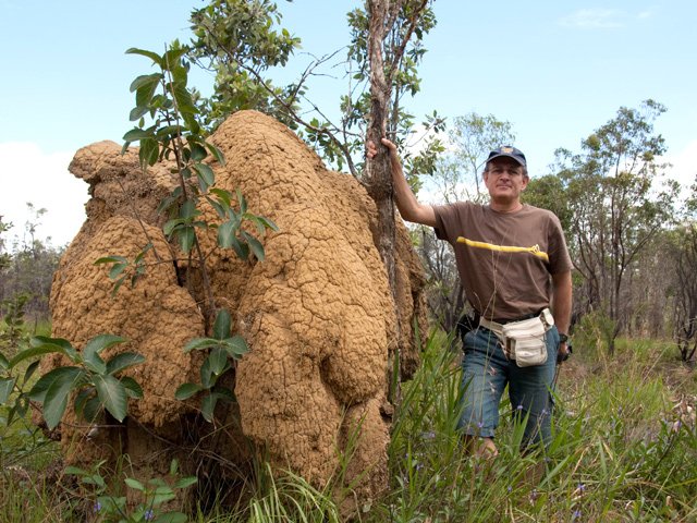 Certaines sont assez hautes mais moins qu'en Afrique