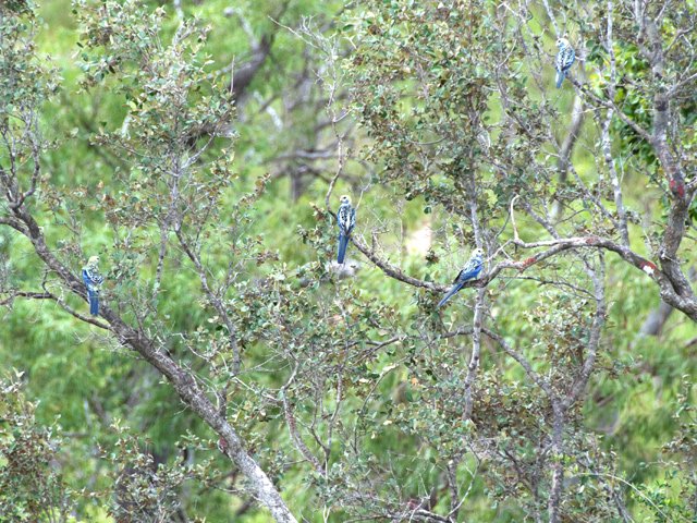 De belles perruches bleues dans les arbres