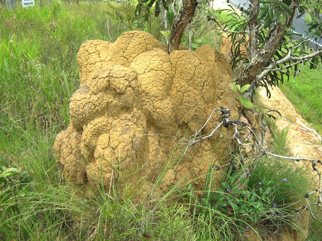 Une termitière en bordure de route