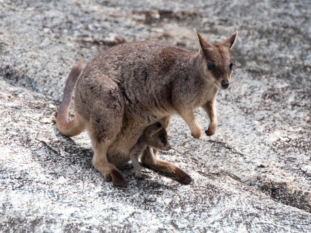 On peut les caresser, même avec le petit
