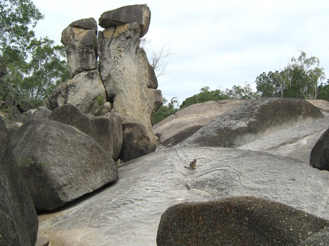 Les wallabies sont peu farouches à force de voir des visiteurs