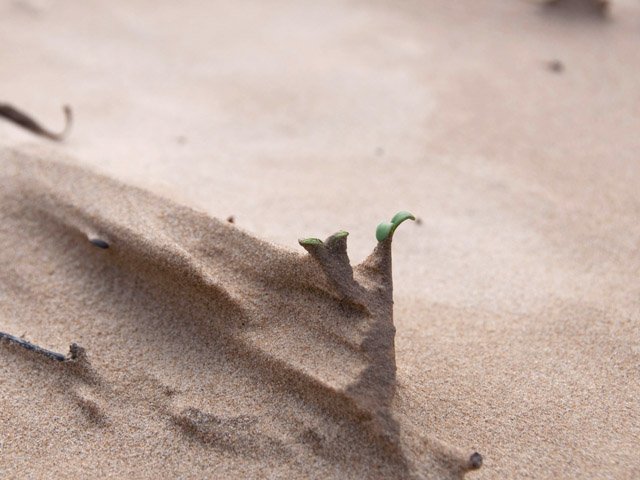 Naissance d'une forêt