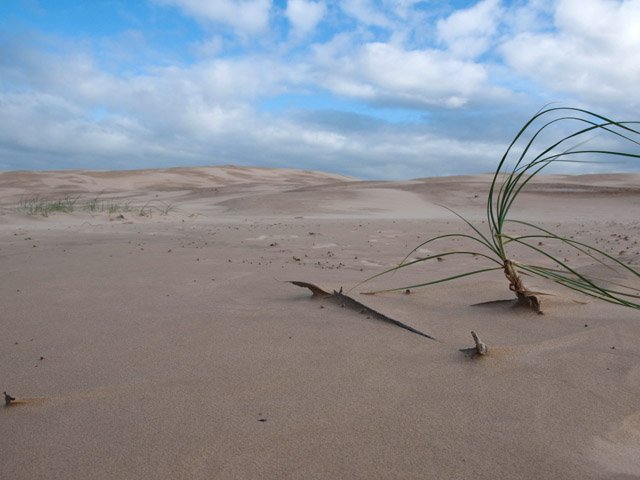 La végétation est encore loin d'avoir tout recouvert