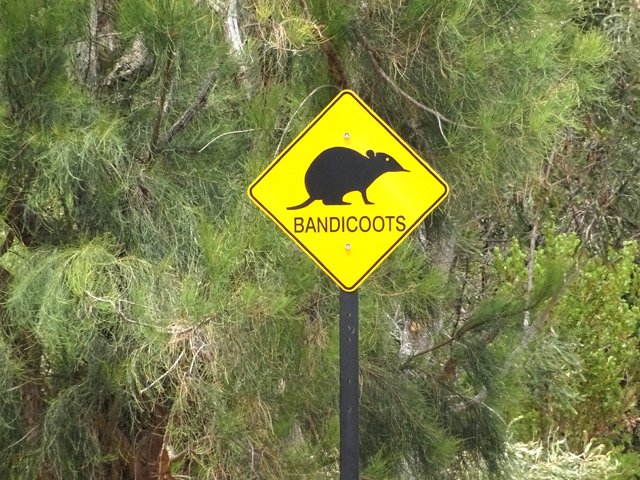 On voit plus facilement l'animal sur les panneaux qu'au sol