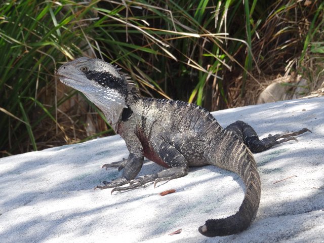 Il y a longtemps qu'il ne craint plus les marcheurs et passants