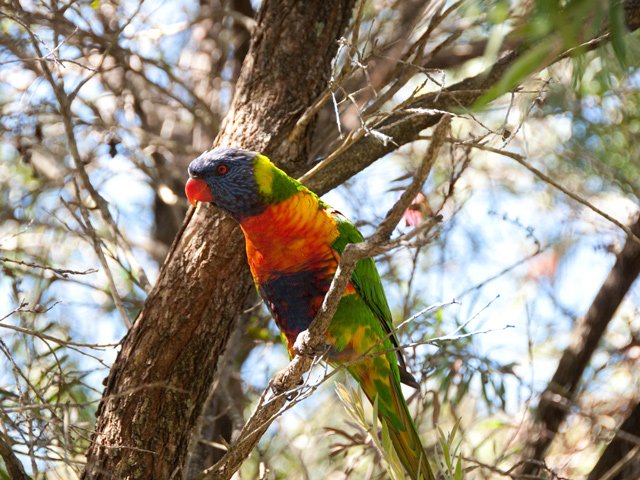 Une trentaine d'oiseaux peuvent être observés dans le parc (Loriquet à tête bleue)