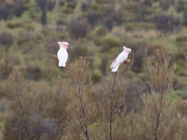 Des cacatoes dans le bush, près du monolithe