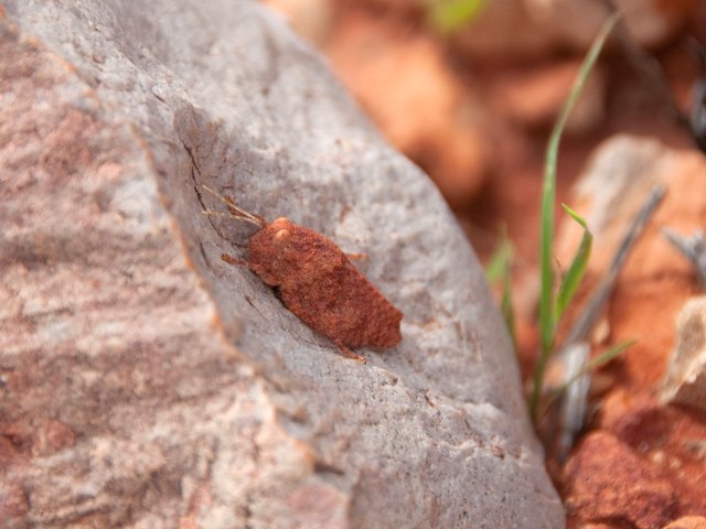 Un criquet de la couleur du bush