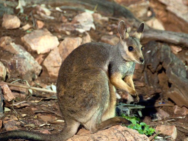 Un wallaby en fin de journée commence à chercher la fraîcheur