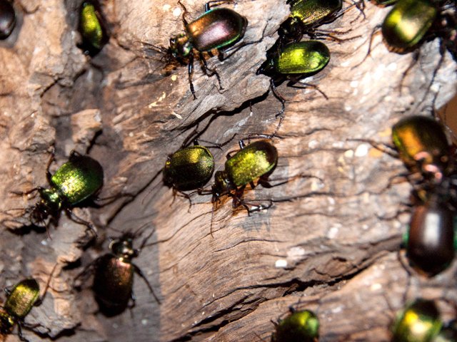 La nuit, les scarabées sortent du bois. Attention pour s'asseoir