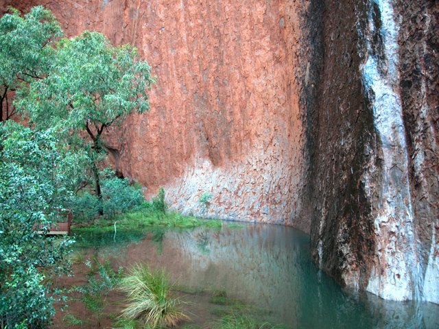 Les wallabies et kangourous savent où se désaltérer