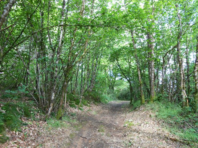 L'agréable sentier qui monte en bordure du petit ruisseau