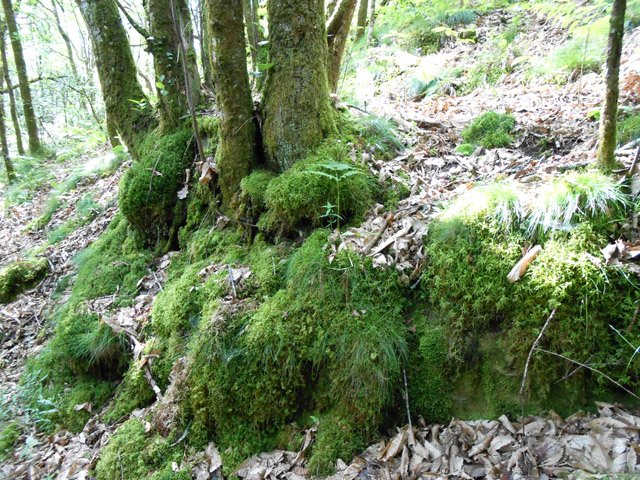 Cette montée est le royaumes des mousses