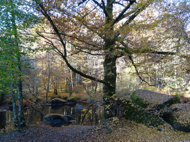 L'important lit de feuilles donne des bonnes odeurs