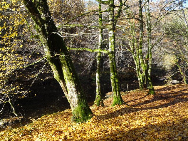 Les hêtres donnent de belles couleurs jaunes