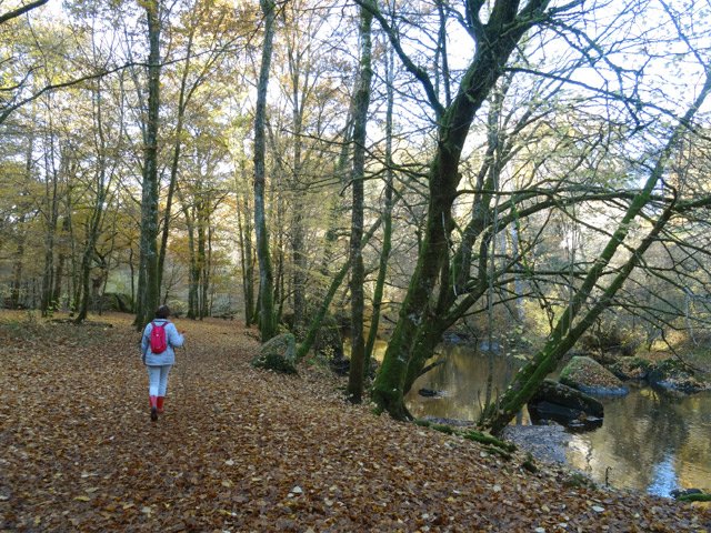 Retour de la balade sur un lit de feuilles