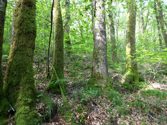 Quelques beaux chênes peuvent abriter des champignons à l'automne