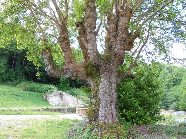 Un platane à l'allure massive borde le petit barrage