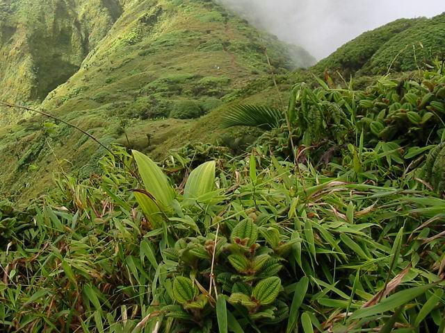 Végétation touffue et parfois coupante
