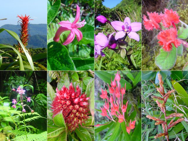 Quelques fleurs rencontrées durant le court trajet