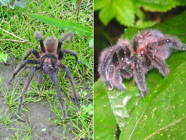Deux habitantes des lieux, l'une en pleine lumière, l'autre à l'ombre des sous-bois