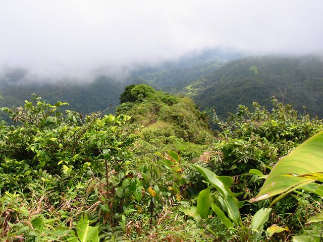 Une bonne idée de la végétation des lieux