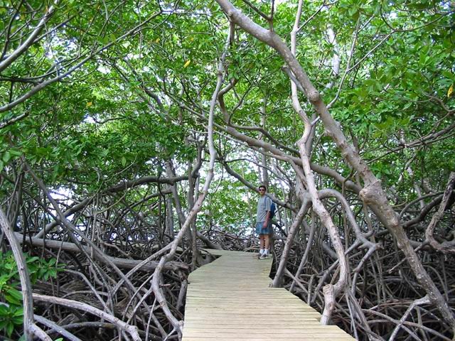 Le sentier en bois qui chemine dans la mangrove