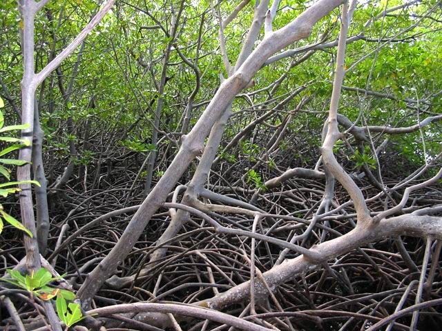 A la recherche des crabes ou autres animaux de ces lieux boueux