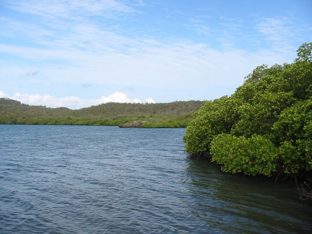 La mer est toujours calme dans les zones de mangrove