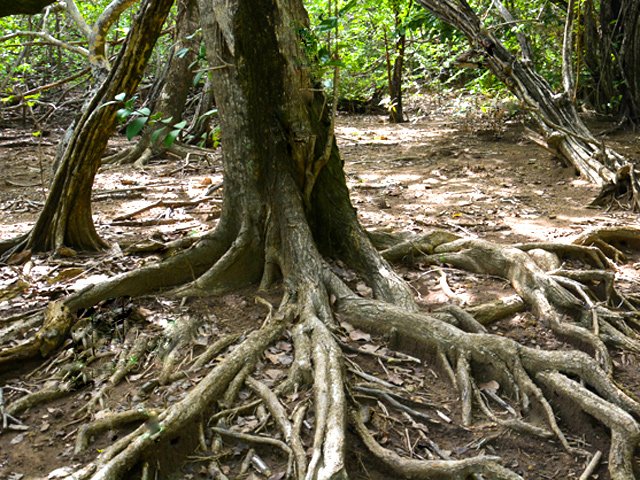 De beaux arbres et racines en bordure du chemin de retour