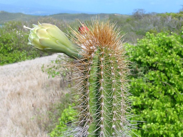 Quelques cactus en bord de chemin