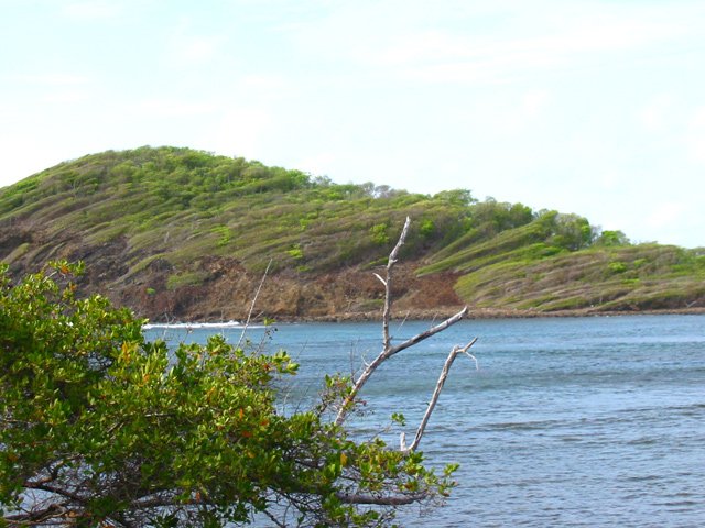 Les palétuviers poussent dans l'eau salée