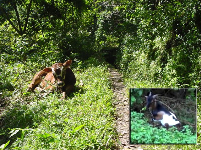 Un exemple des rencontres le long du sentier qui longe le canal