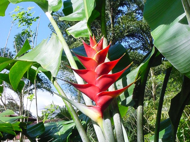 On croisera très souvent des balisiers