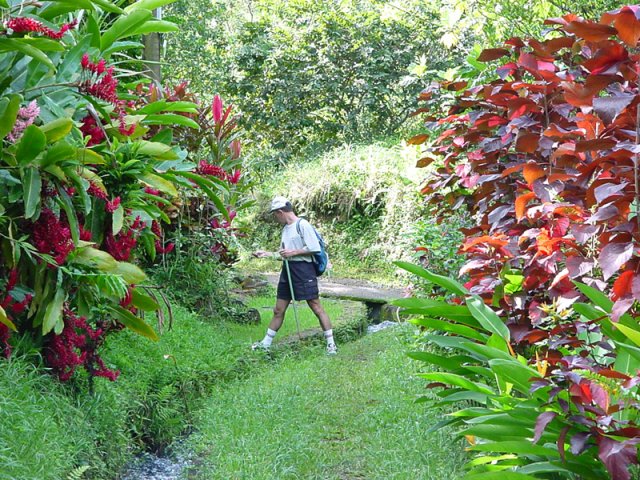 De grosses touffes d'alpinias du côté de Maison Rousse