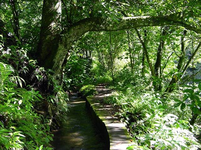 Un tronçon de canal dans une partie boisée