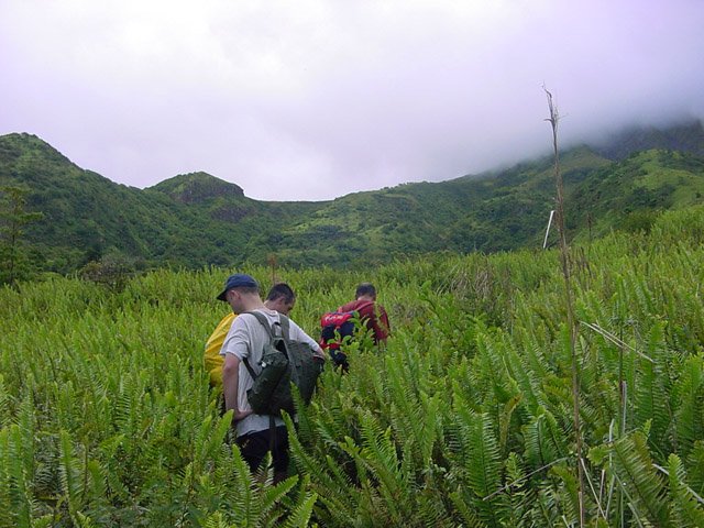 Sentier dans les fougères, de plus en plus difficile à suivre