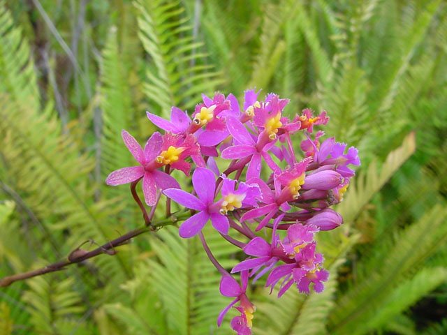 De belles orchidées dans les fougères, tout au long du circuit