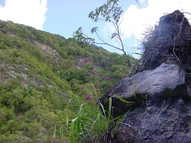 Le passage, à droite du rocher permet de rejoindre les fougères