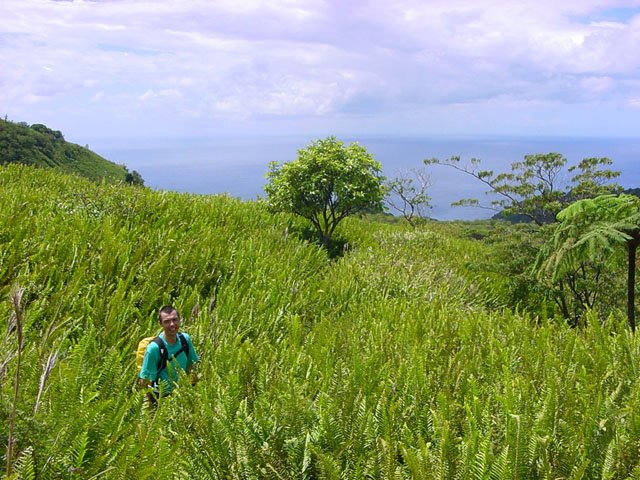 Retour dans les fougères à la recherche du sentier