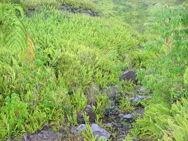 On devine par endroits le sentier qui disparaitra bien vite sous les fougères