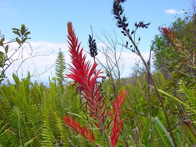 Heureusement, quelques fleurs égayent le vert des fougères