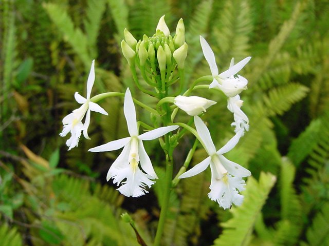 Une grande orchidée blanche tente de survivre dans cette jungle de fougères